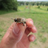 Bild anzeigen: Imkerei Matt Bee Biene