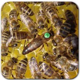 Bild anzeigen: honiguco bienen2