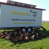 Bild anzeigen: Sonnenhof mobiler Hühnerstall
