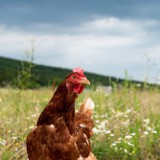 Bild anzeigen: eier scheibenreif henne