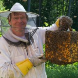 Bild anzeigen: Ambroso Bienen