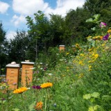 Bild anzeigen: Ambroso Bienenstand