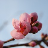 Bild anzeigen: Lechner Obstblüte