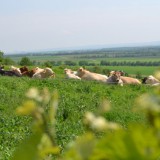 Bild anzeigen: Kühe auf der Wiese