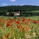 Bild anzeigen: Beelux Wiese