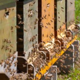 Bild anzeigen: Obendorfer Bienen beim Bienenstock