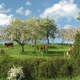 Bild anzeigen: Kühe auf der Weide