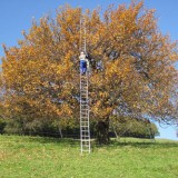 Bild anzeigen: Baum mit Leiter