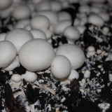 Bild anzeigen: pielachtaler pilze champignon