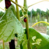 Bild anzeigen: Weinrebe mit Marienkäfer