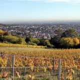 Bild anzeigen: Weingut Schlossberg Weingarten