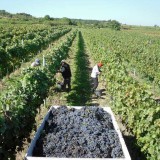 Bild anzeigen: Weingut Schlossberg bei der Weinlese