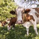 Bild anzeigen: Milchkuh vom Hansinger auf der Weide