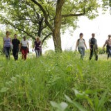 Bild anzeigen: Wandern am Marillenweg