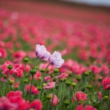 Bild anzeigen: Waldland Graumohn