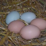 Bild anzeigen: Eier im Nest