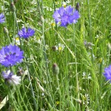 Bild anzeigen: Kornblumen, Margeriten in Wiese 