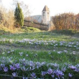 Bild anzeigen: Wachauer Safran Schaugarten