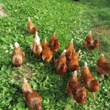 Bild anzeigen: Biobauernhof zur Buchenwiese Freilandhühner