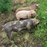 Bild anzeigen: Biobauernhof zur Buchenwiese Freilandschweine