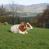 Bild anzeigen: Landschaft