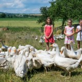 Bild anzeigen: Jagahof Dangl Gänse und Kinder