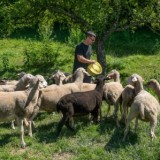 Bild anzeigen: Jagahof Dangl Schafe