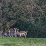 Bild anzeigen: Wild auf der Weide