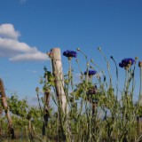 Bild anzeigen: Weinhof Ulzer Weingarten