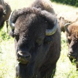 Bild anzeigen: Bisonzucht Kogelhof Bison