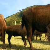 Bild anzeigen: Bisonzucht Kogelhof Weide