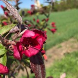 Bild anzeigen: Biowirtschaft Blüten