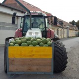 Bild anzeigen: windhaber melonen