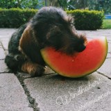 Bild anzeigen: windhaber melonen f&#252;r alle