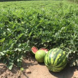 Bild anzeigen: windhaber melonenfeld