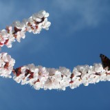 Bild anzeigen: Marillenblüte