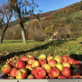 Bild anzeigen: Wildfrucht Obstwiese