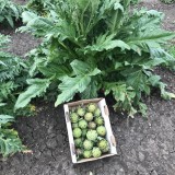 Bild anzeigen: Gem&uuml;sebau Prossenitsch Artischocken