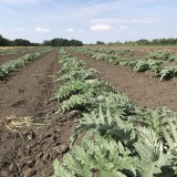 Bild anzeigen: Gem&uuml;sebau Prossenitsch Artischockenfeld