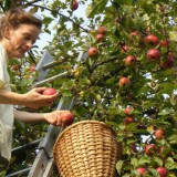 Bild anzeigen: Bio Obstbau Ertl Renate Ertl beim Äpfelpflücken