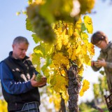 Bild anzeigen: Herr und Frau Greilinger bei der Weinlese