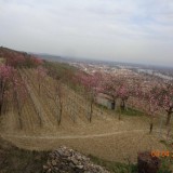 Bild anzeigen: Raffetseder Obstgarten in Blüte