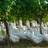 Bild anzeigen: Hof Blauensteiner Gänse