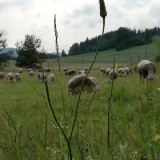 Bild anzeigen: Lämmerhof Groiß Weide