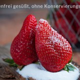 Bild anzeigen: Uschi's Erdbeeren