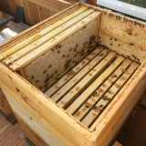 Bild anzeigen: Imkerei Trabauer Bienenstock