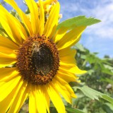 Bild anzeigen: Imkerei Trabauer Sonnenblume