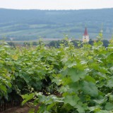 Bild anzeigen: Winzerhof Ernst Weingarten