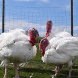 Bild anzeigen: Ab Hof Rameder Puten auf der Wiese