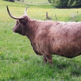 Bild anzeigen: Hochlandrinderzucht Lichtensteg Stier